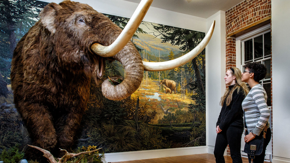 Mastodon exhibit at the Staten Island Museum