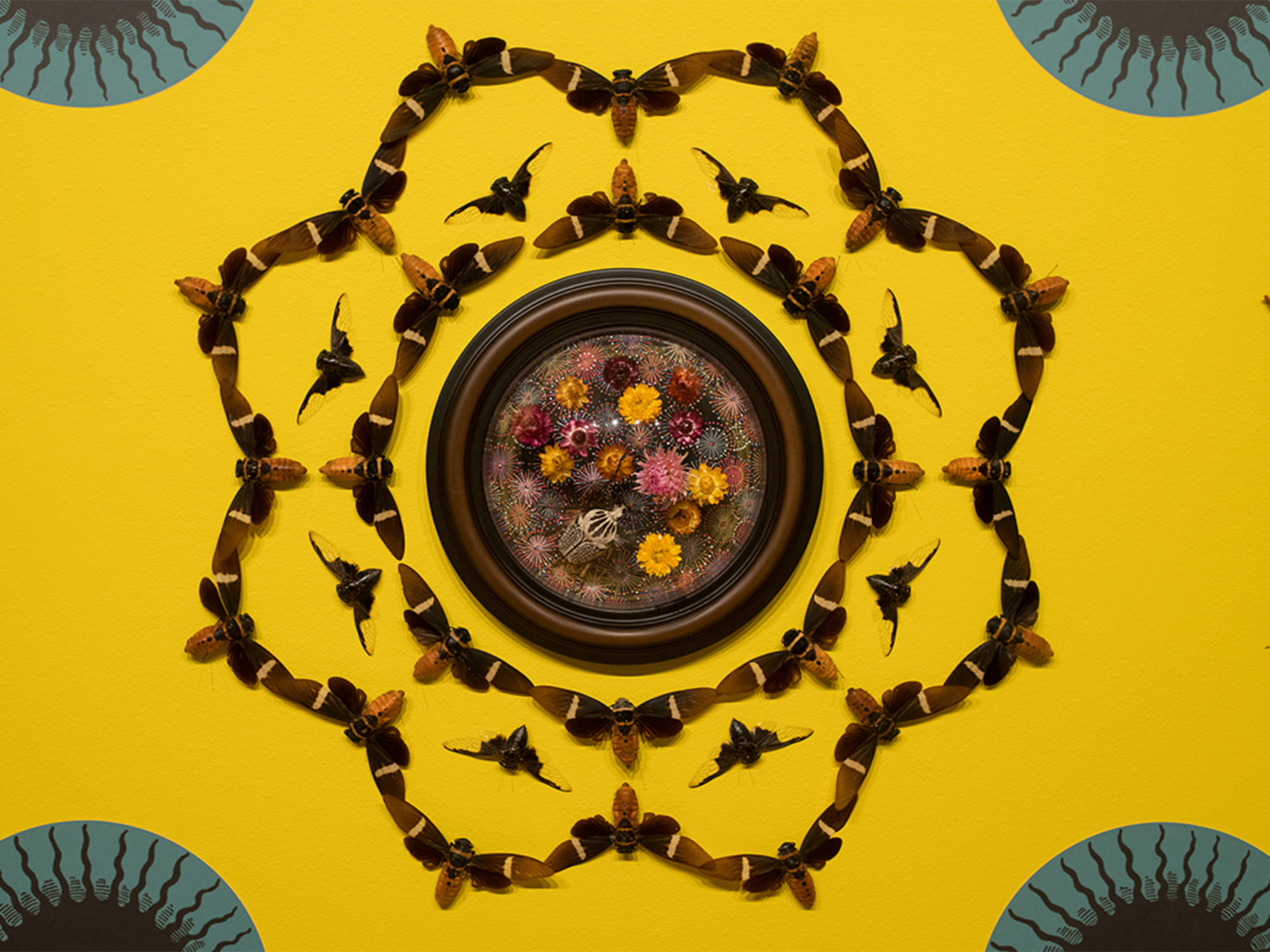 Yellow background with insects pinned in a kaleidoscope pattern.