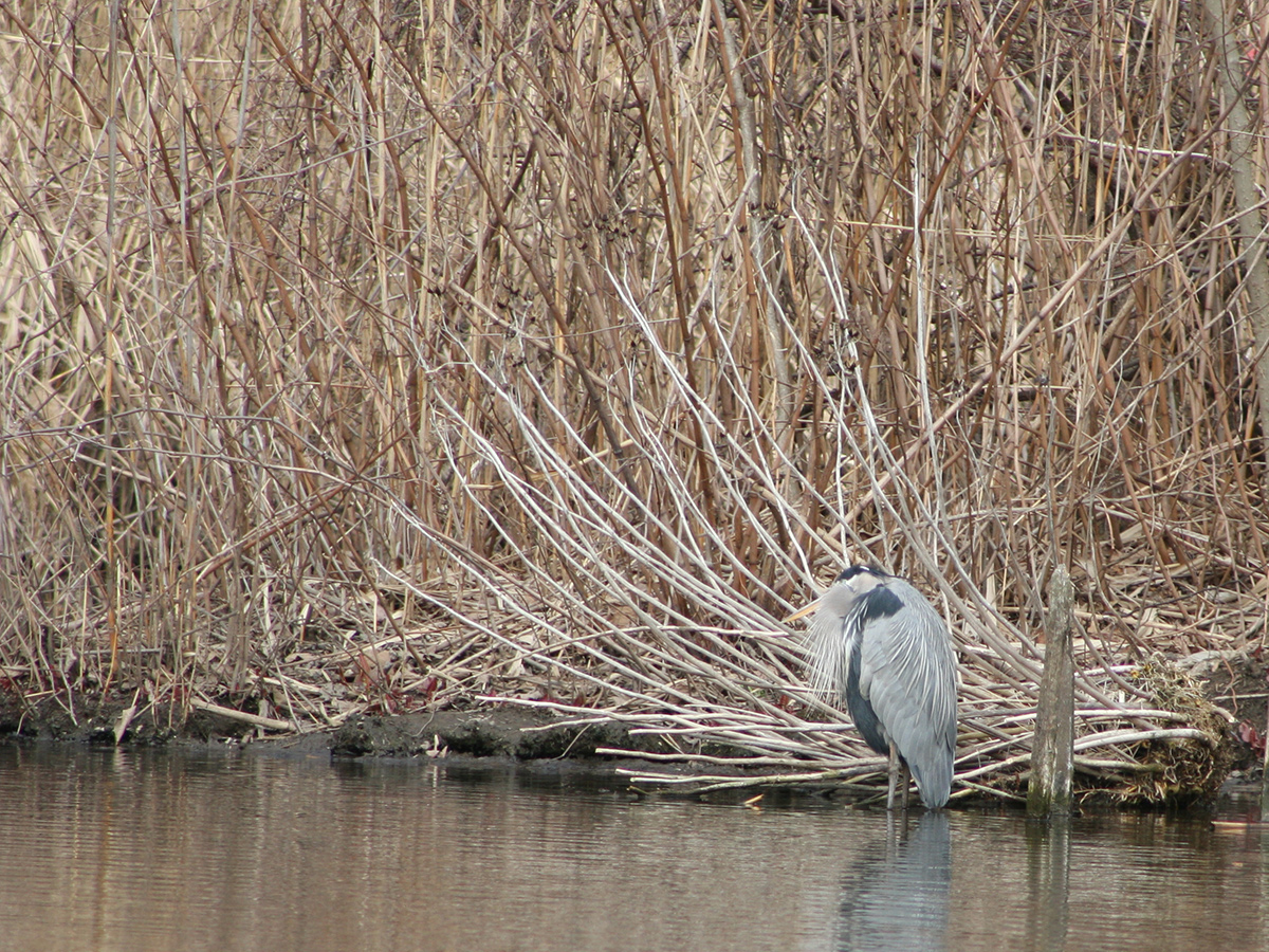 A blue heron stands at the edge of a lake in front of reeds.