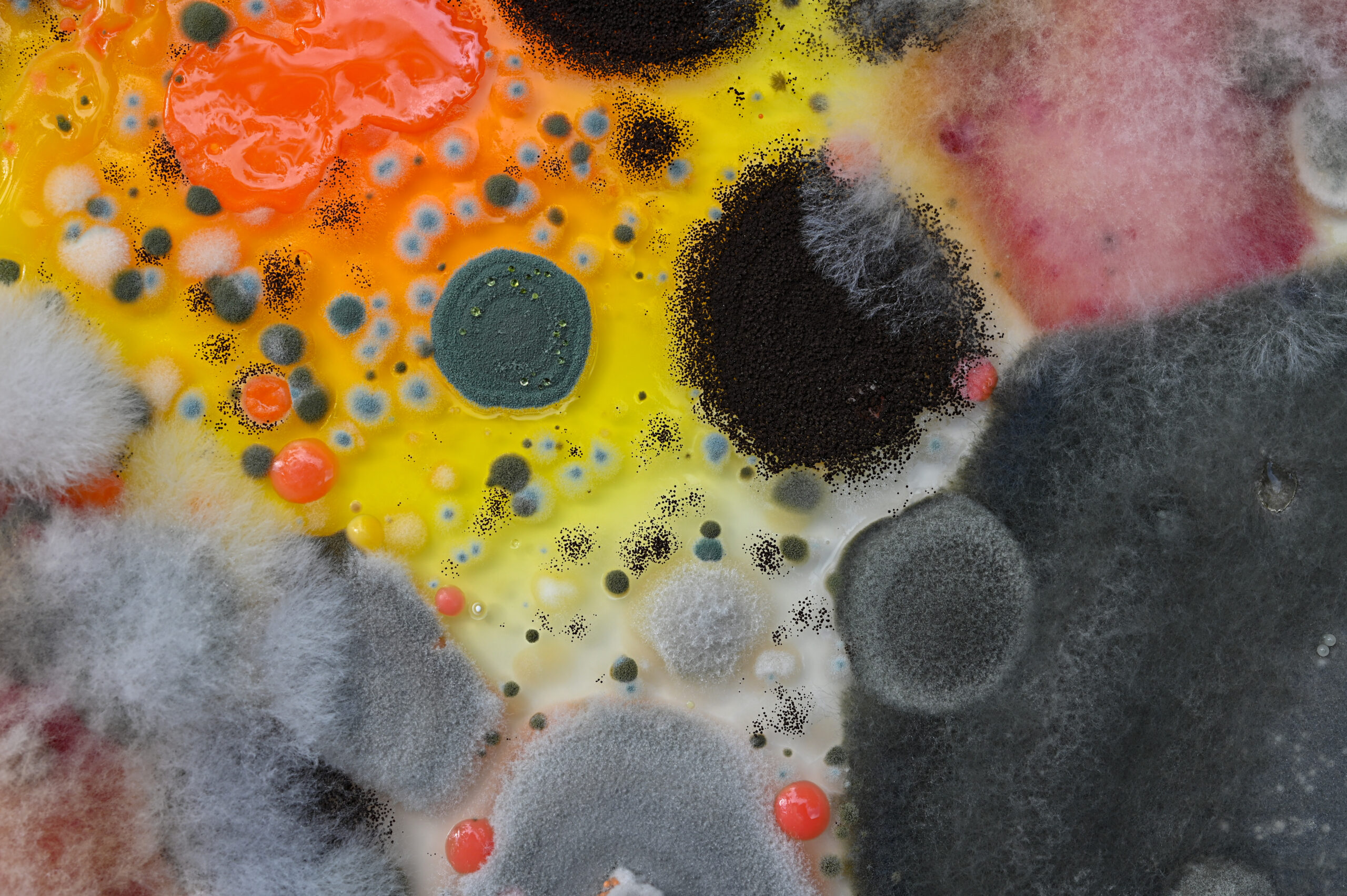 Contamination Series (Detail 1) by Selin Balci Mold spores on panel covered with epoxy resin, 2024